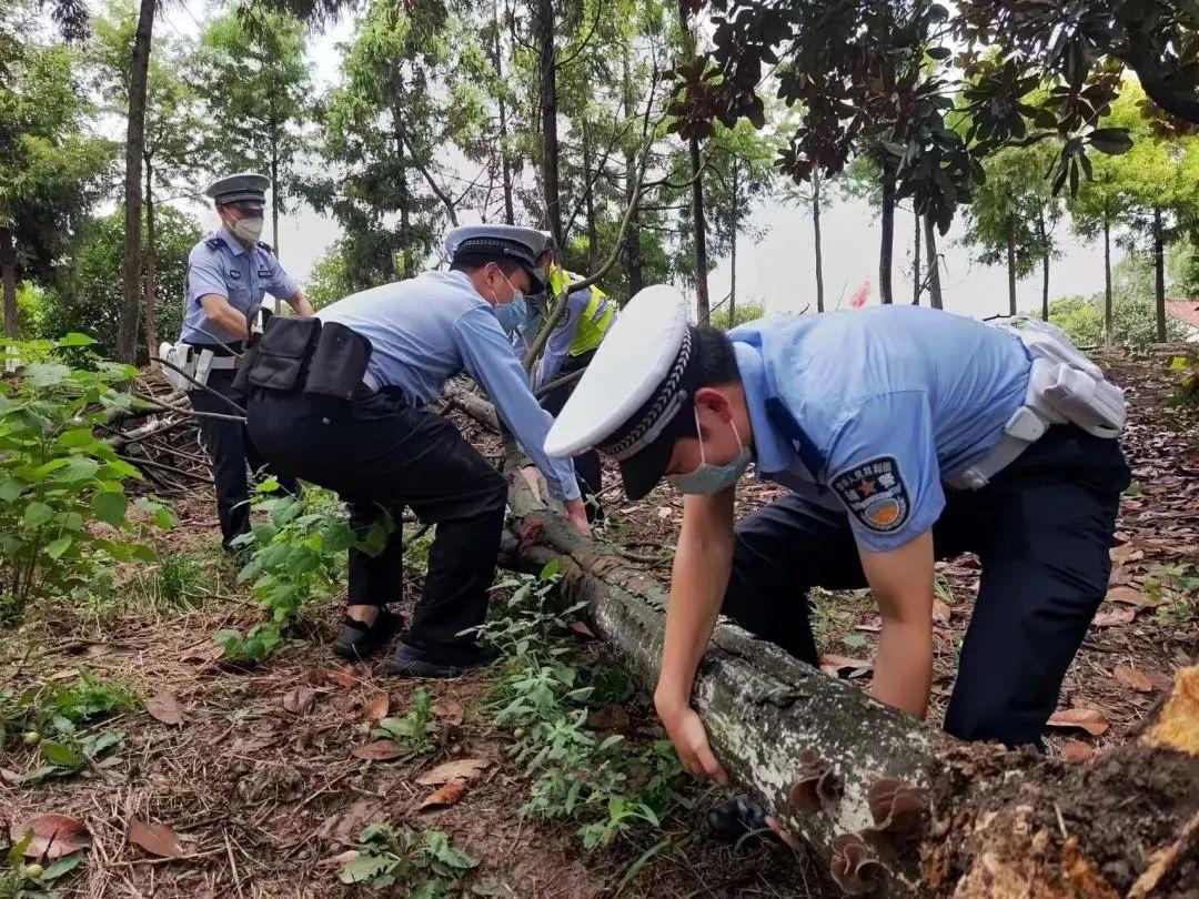 上海辅警改革最新动态，探索现代化警务新模式