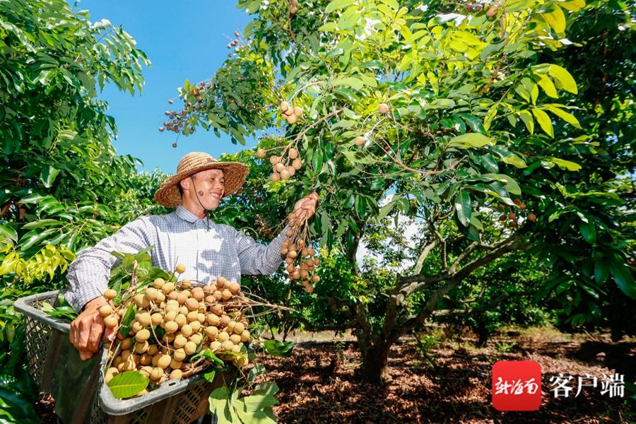 荣光农场交通新闻更新