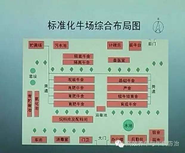 六合镇黎明奶牛场最新发展规划