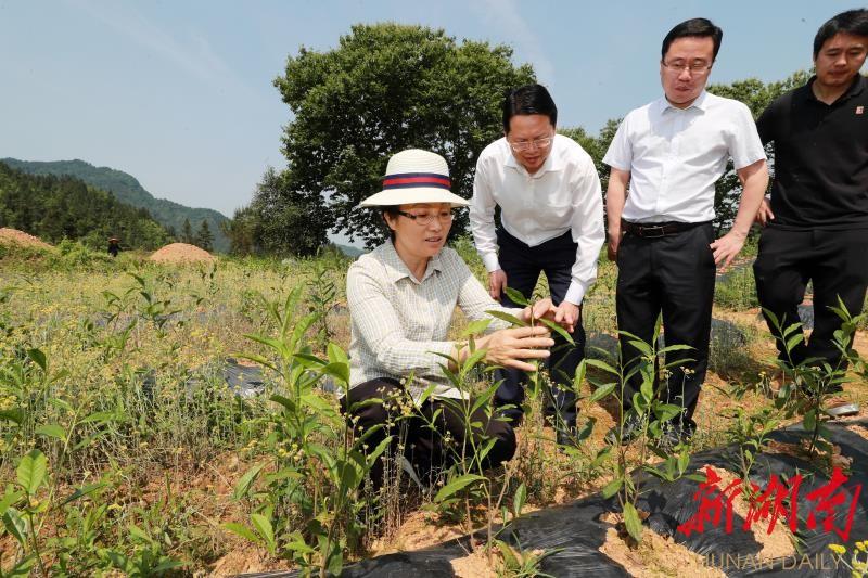 茅坪镇最新发展规划