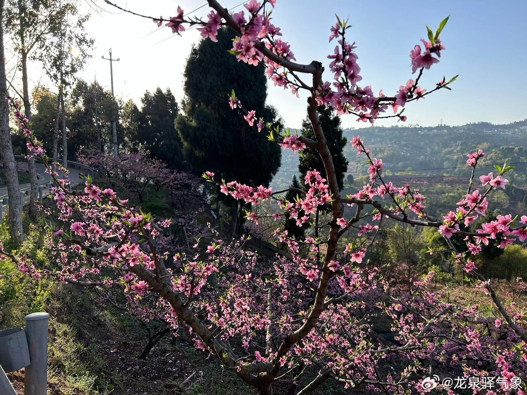 桃花盛开之际，天气预报与美丽共舞的时刻