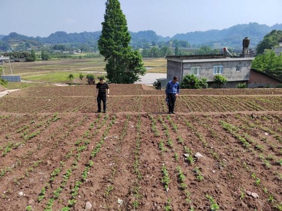 嘉定区农业农村局最新项目，推动农业现代化与乡村振兴